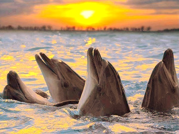 Всемирный день китов и дельфинов (World Whale and Dolphin Day)